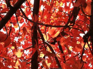 red leaves and black branches, seen from beneath