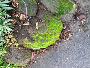 bright green moss on a big stone next to a sidewalk
