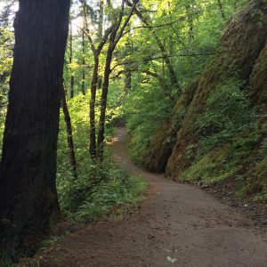 dark tree trunk and a shadowed path through woods