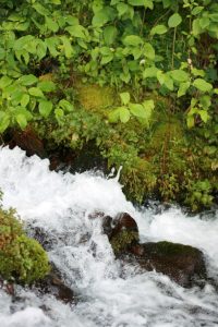 white water rushes over rocks with moss and green leaves on either side