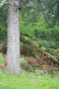 Tree trunk with a fallen tree covered in moss, green grass, pine boughs