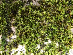 closeup of moss