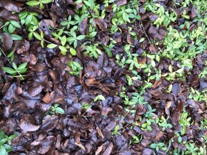 small green viney leaves on a background of dead brown wet leaves