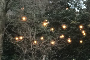 fairy lights against leafless trees