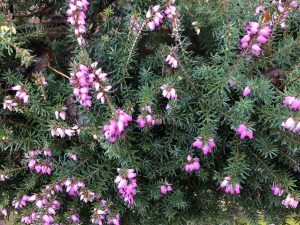 small pinkish purple flowers on spiky dark green conifer stems