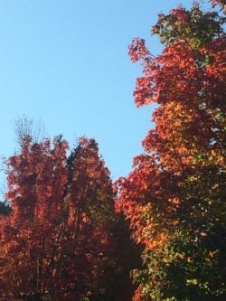 Deciduous trees turning red against a blue sky