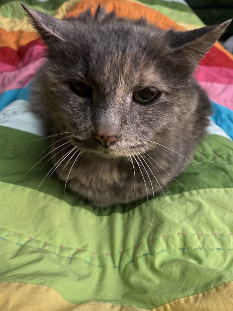 A grey cat loafs on a rainbow bedspread. Her ears look like Yoda.